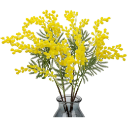 6x Ramo Mimosa 92 cm