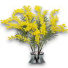 6x Ramo Mimosa 92 cm
