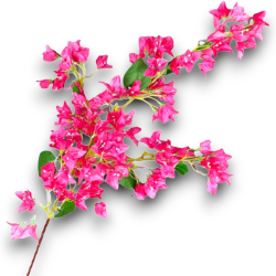 Bouganville Fiori Artificiale con 44 Fiori - 105 cm