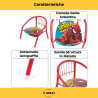 Sedia Bambini - 36x34x36 cm - Spiderman